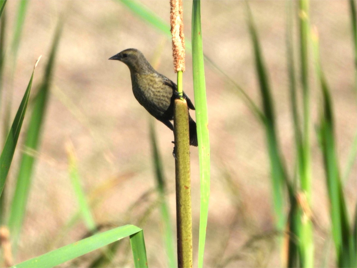 Chestnut-capped Blackbird - ML645790329