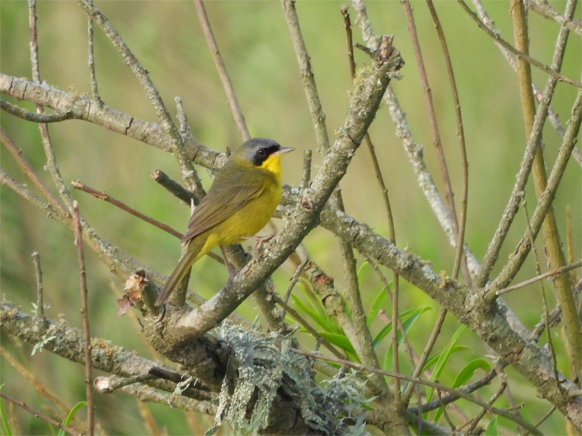 Southern Yellowthroat - ML645790333