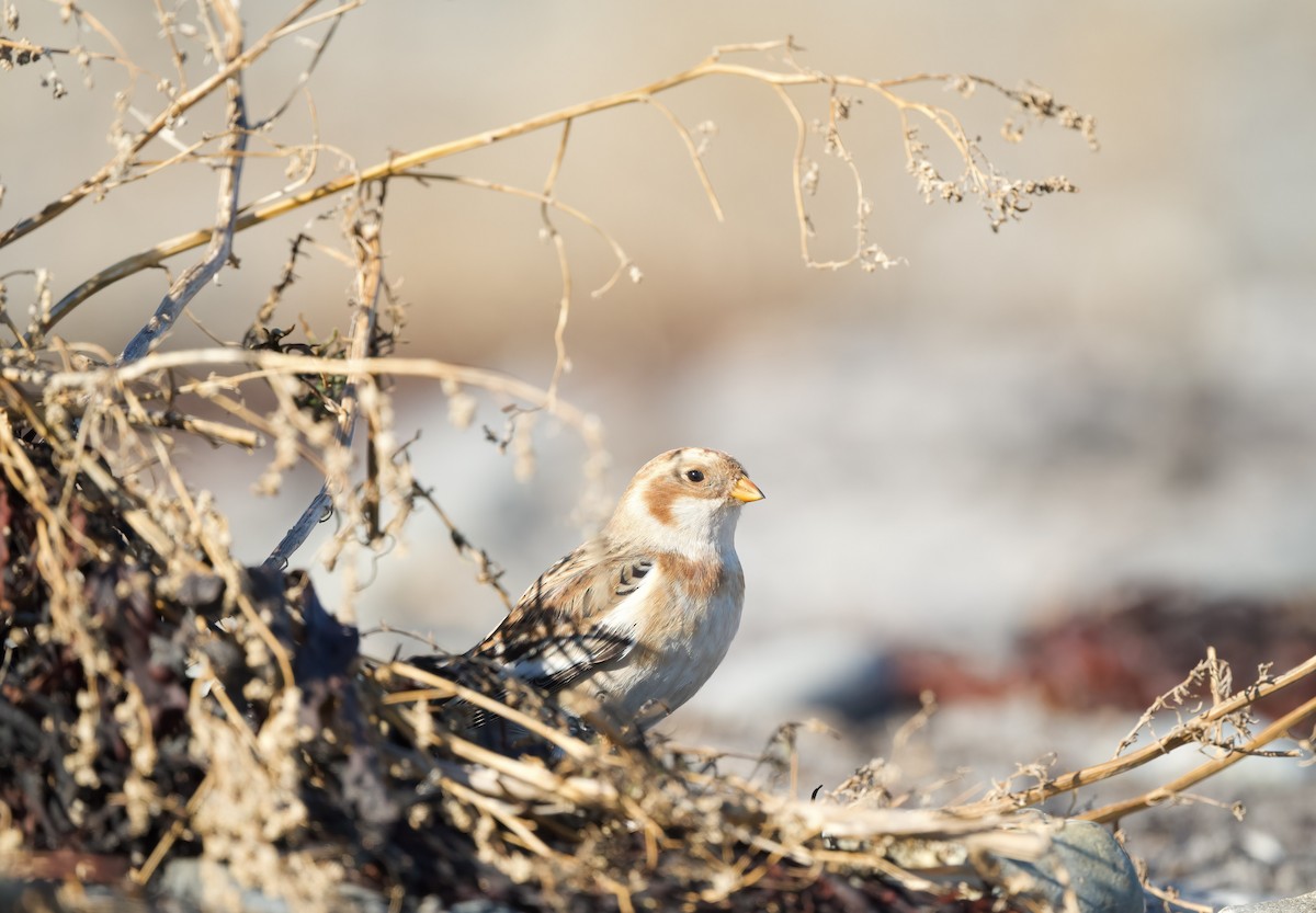 Snow Bunting - ML645790334