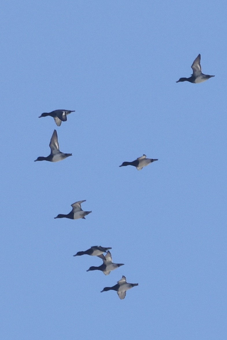 Lesser Scaup - ML645790335