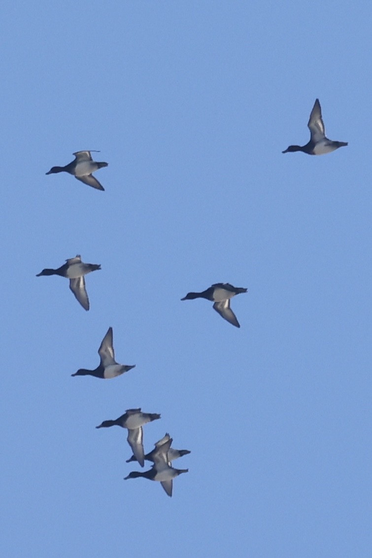 Lesser Scaup - ML645790336