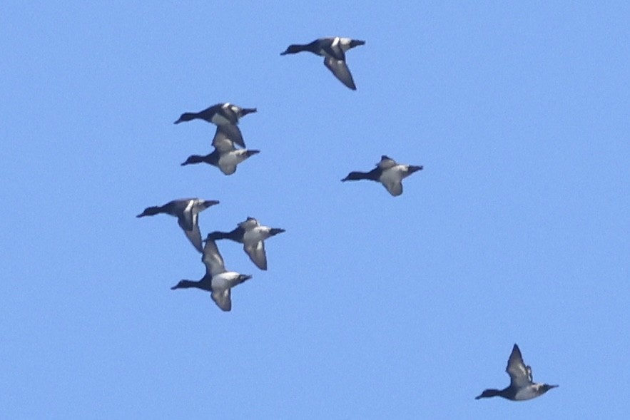 Lesser Scaup - ML645790337