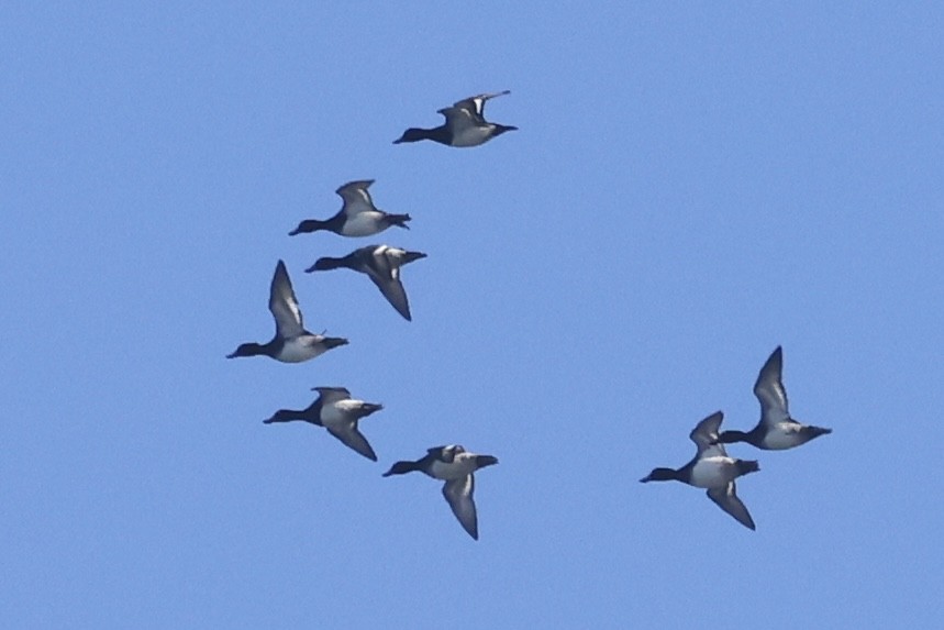 Lesser Scaup - ML645790338