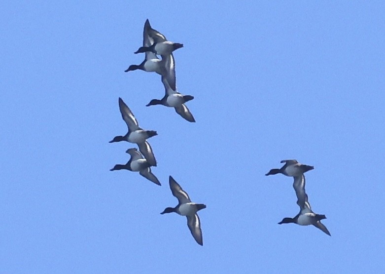 Lesser Scaup - ML645790339