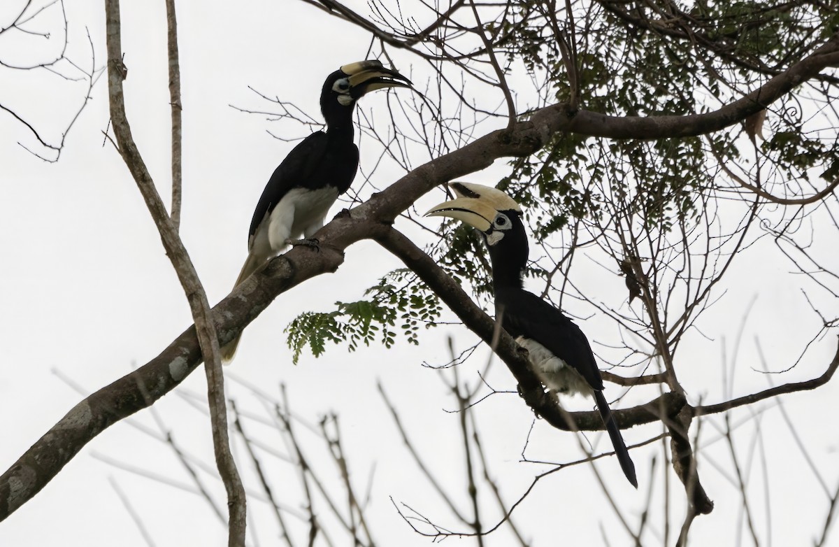 Oriental Pied-Hornbill - ML645790340