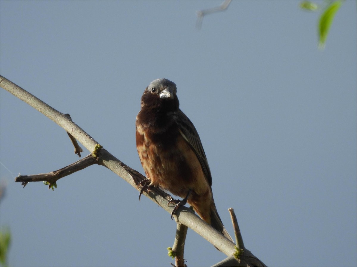 Dark-throated Seedeater - ML645790342