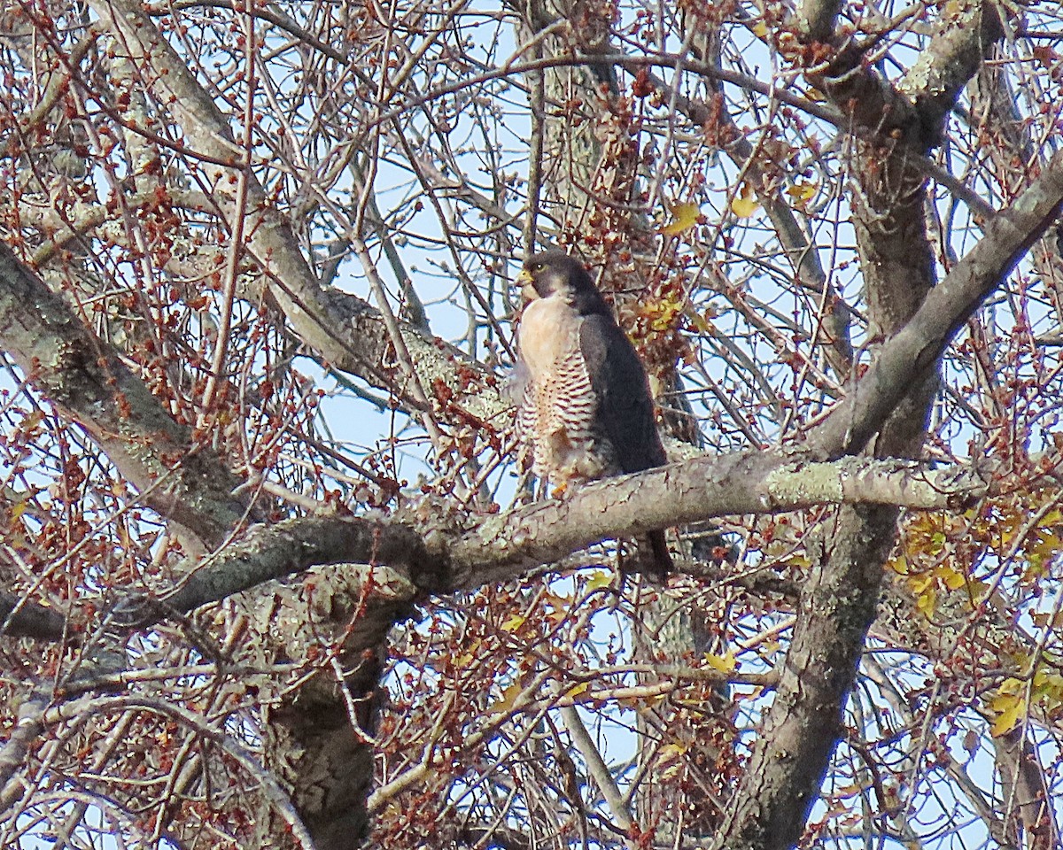 Peregrine Falcon - ML645790343