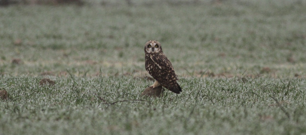Short-eared Owl - ML645790345