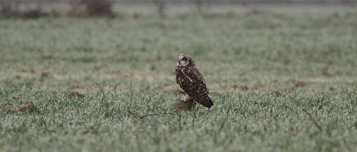 Short-eared Owl - ML645790349