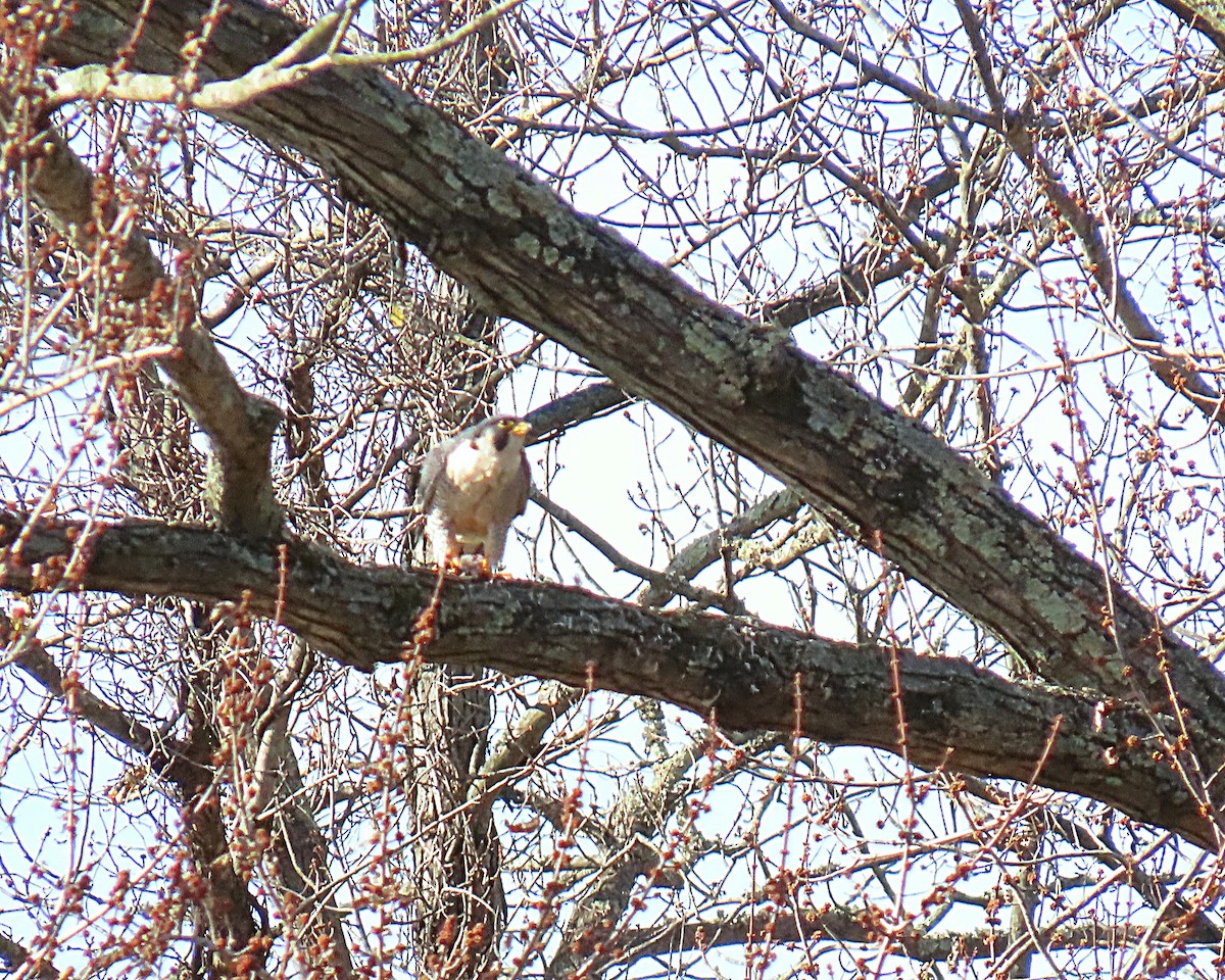 Peregrine Falcon - ML645790354
