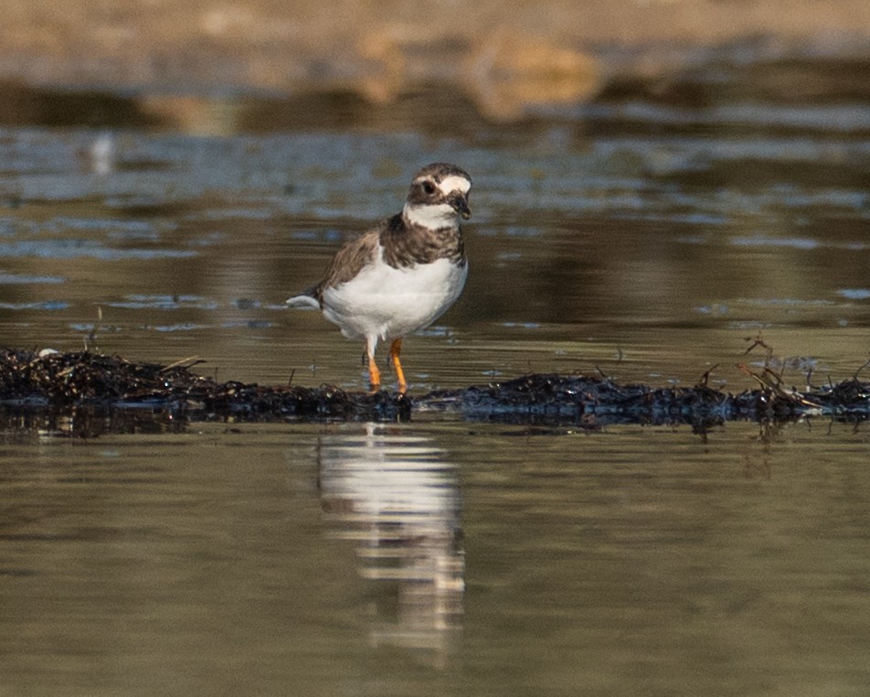 Chorlitejo Grande - ML645790360