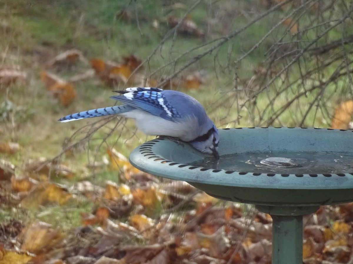 Голубая сойка - ML645790363