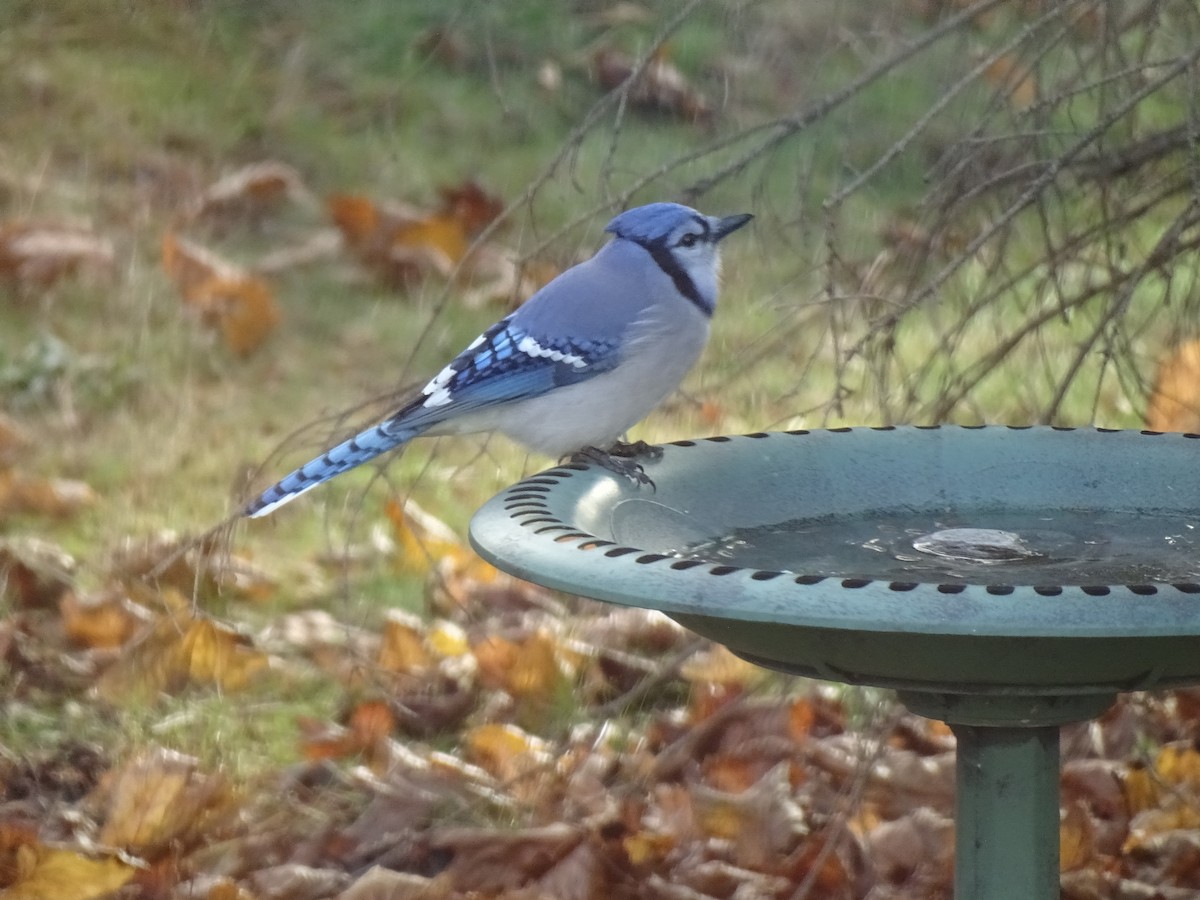 Голубая сойка - ML645790364