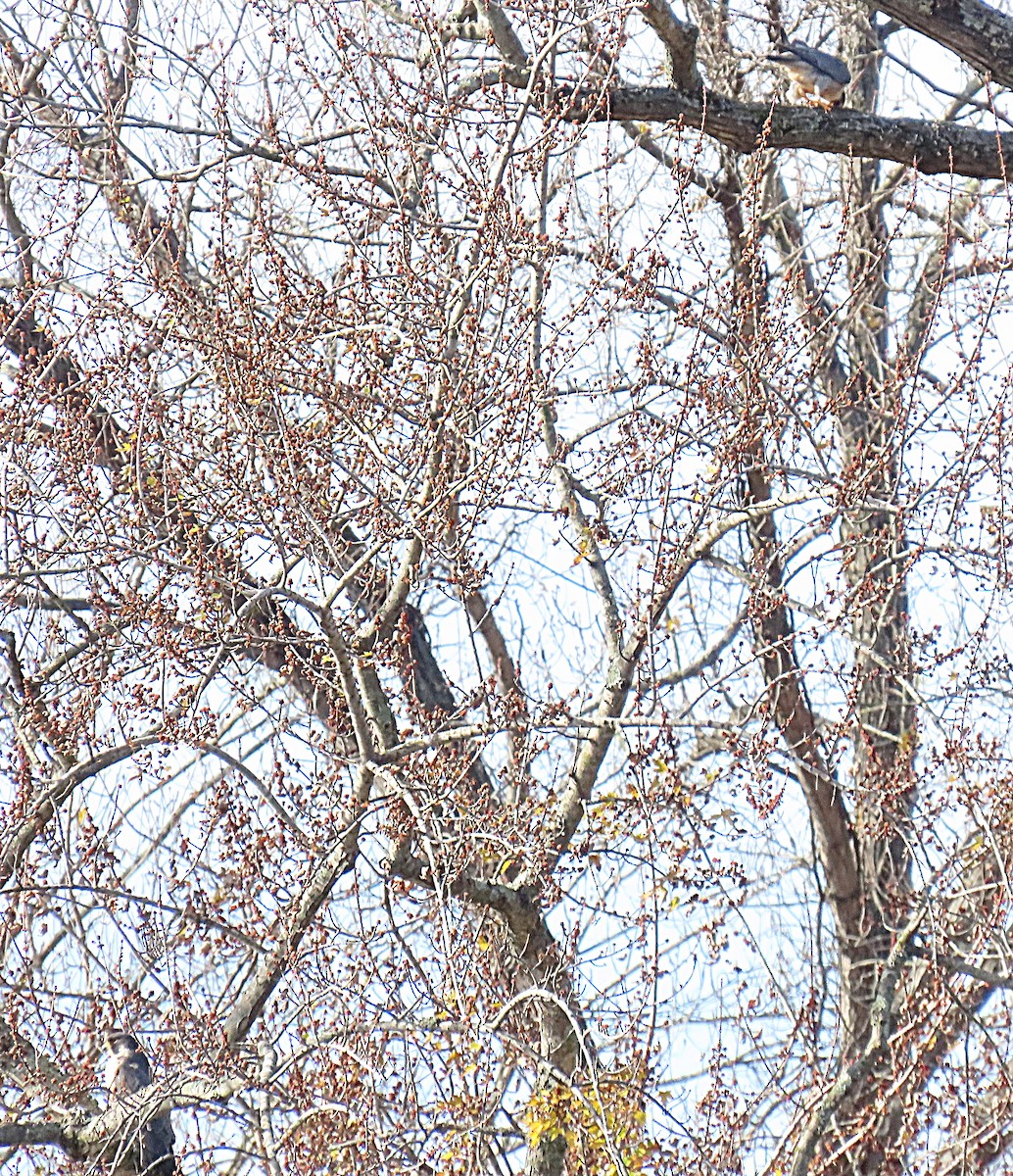 Peregrine Falcon - ML645790370
