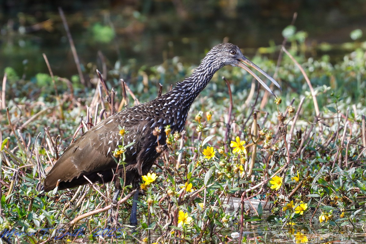 Limpkin - ML645790386