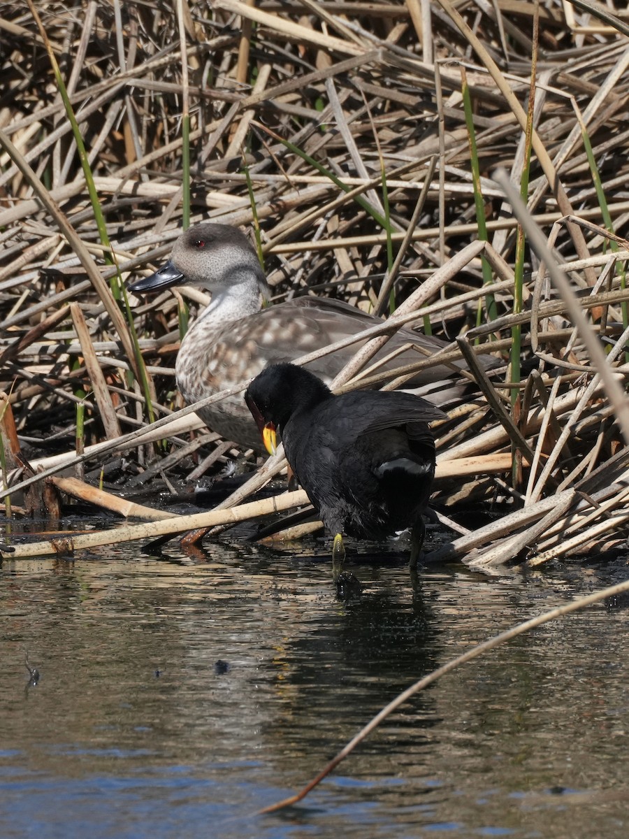 Crested Duck - ML645790390