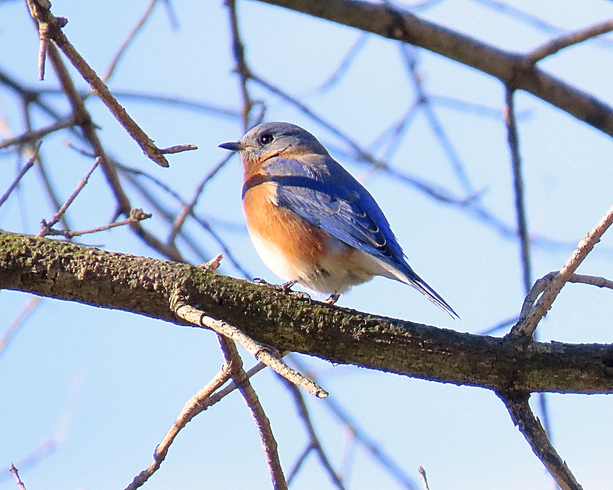 Eastern Bluebird - ML645790391