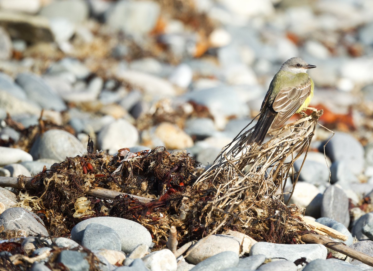 Western Kingbird - ML645790392
