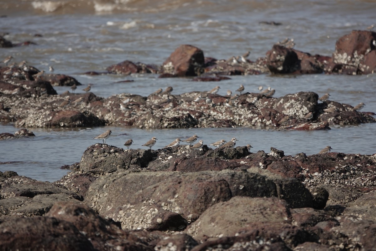 Tibet Cılıbıtı - ML645790400