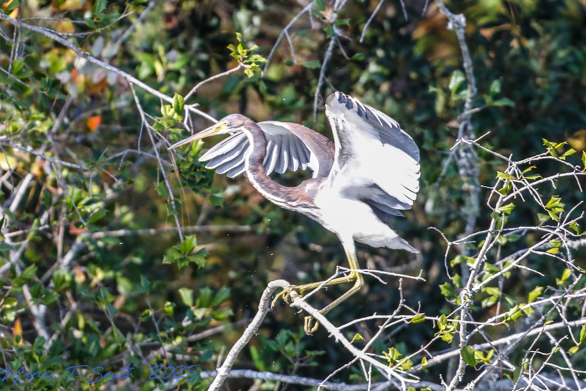 Tricolored Heron - ML645790402