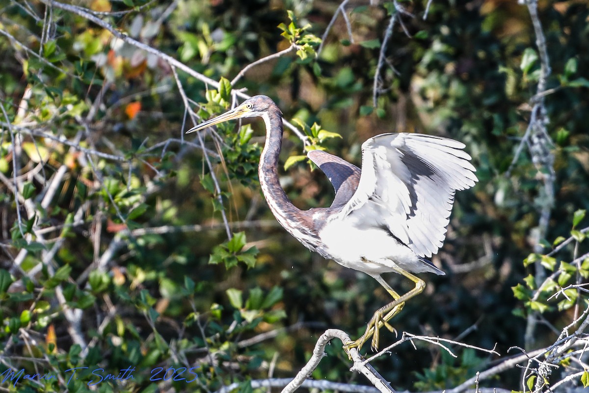 Tricolored Heron - ML645790403