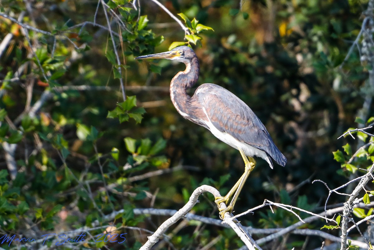 Tricolored Heron - ML645790404