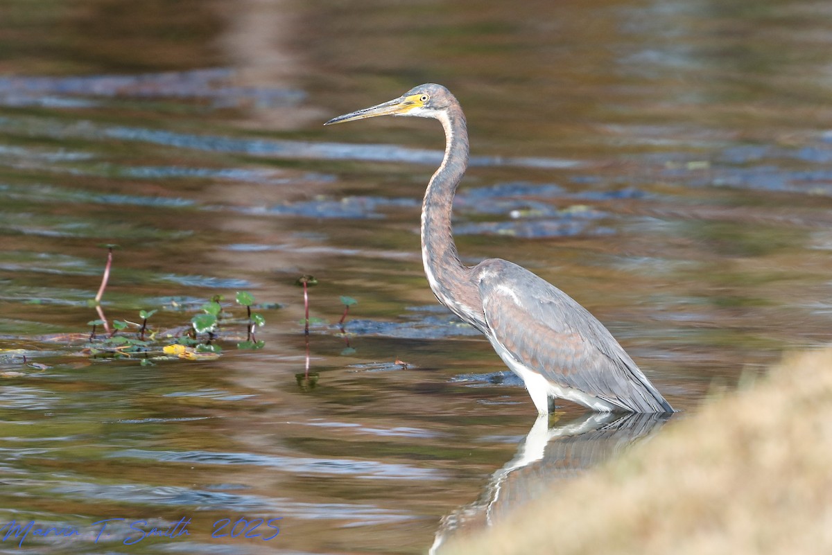 Tricolored Heron - ML645790405