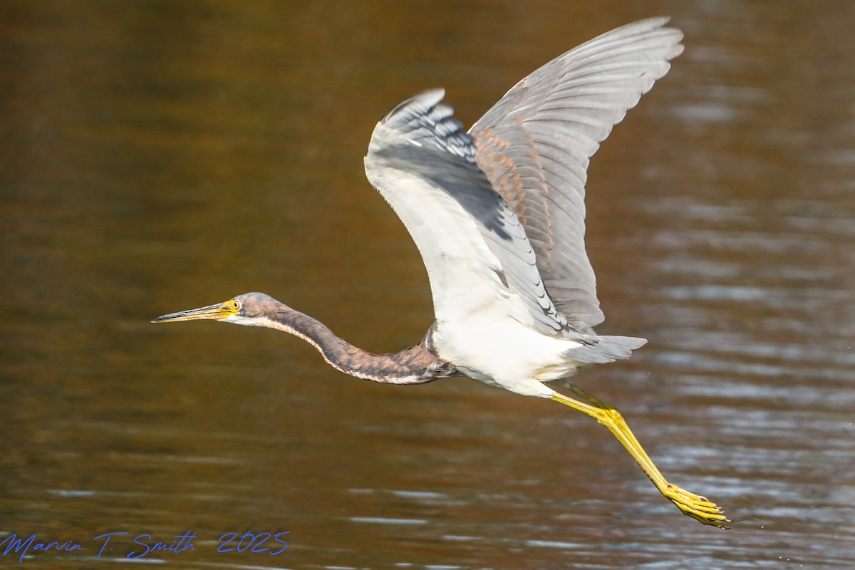 Tricolored Heron - ML645790406