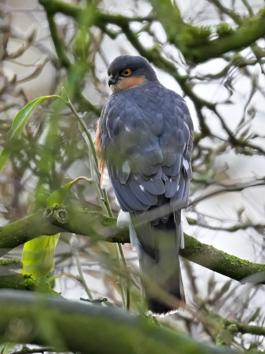 Eurasian Sparrowhawk - ML645790410