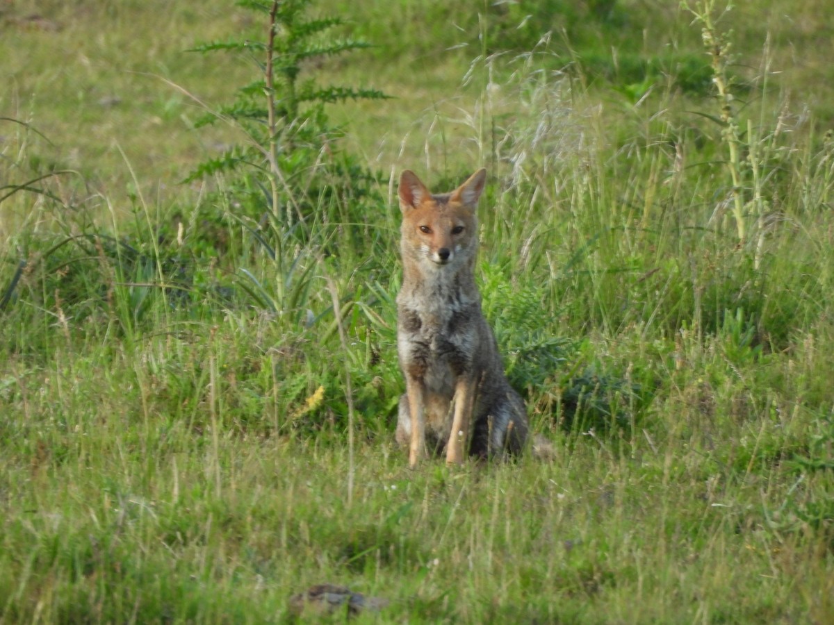 Animals - ML645790414