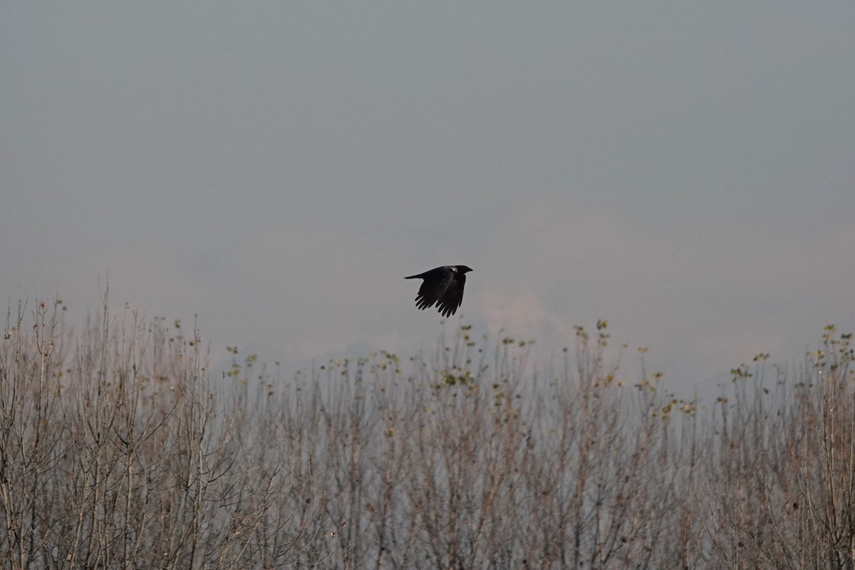 עורב אפור - ML645790416
