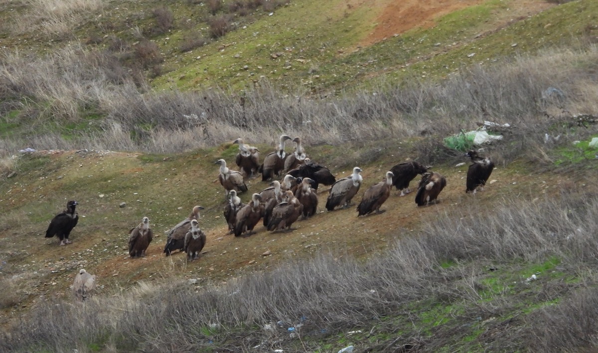 Eurasian Griffon - ML645790417