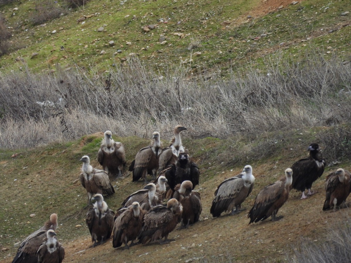 Eurasian Griffon - ML645790424