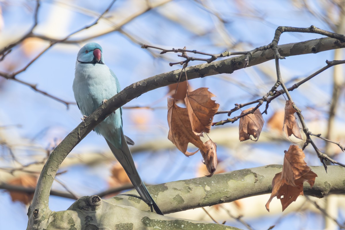 Rose-ringed Parakeet - ML645790426