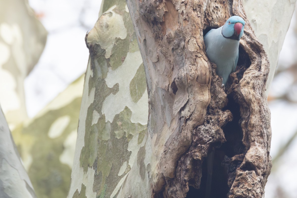 Rose-ringed Parakeet - ML645790427