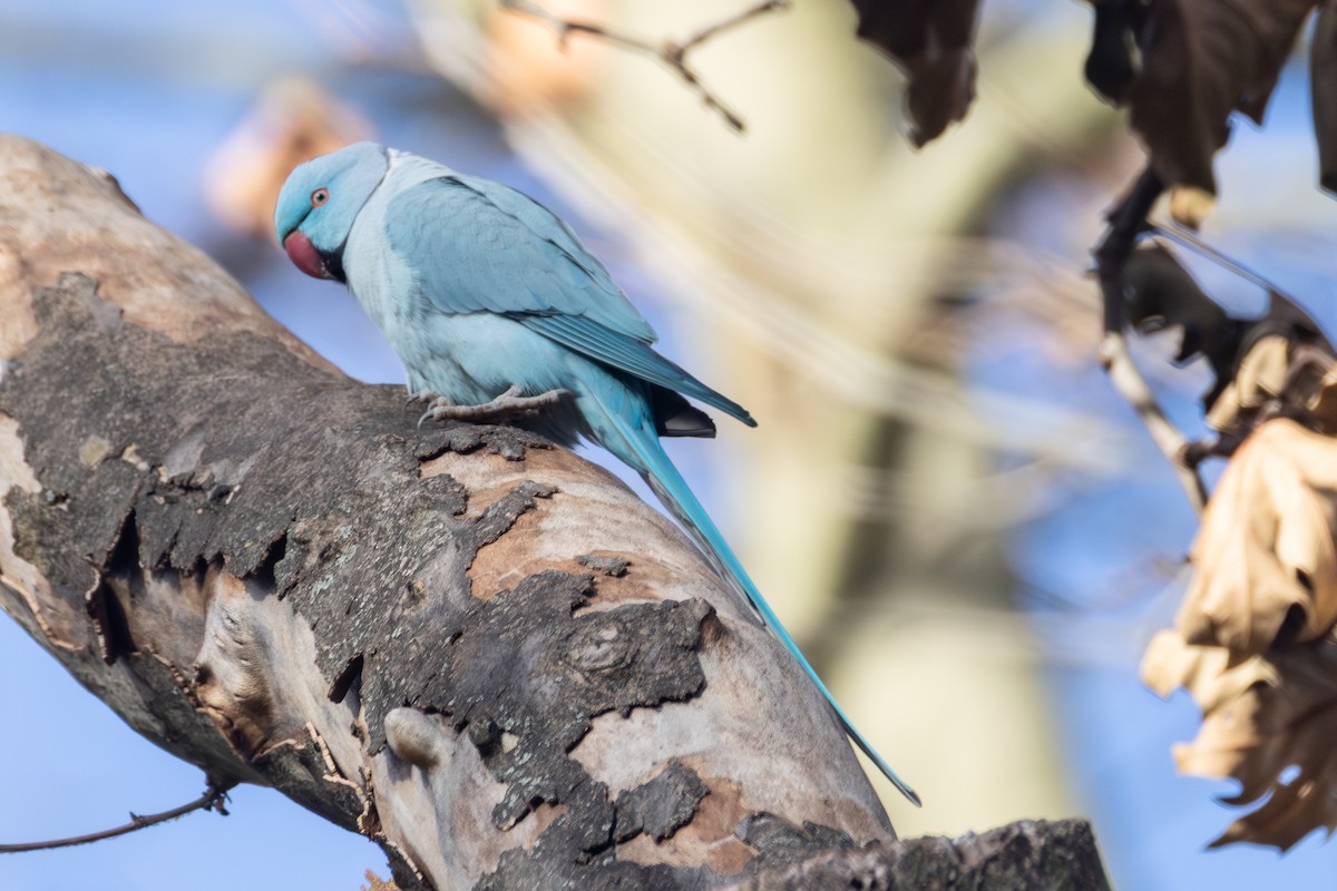 Rose-ringed Parakeet - ML645790428