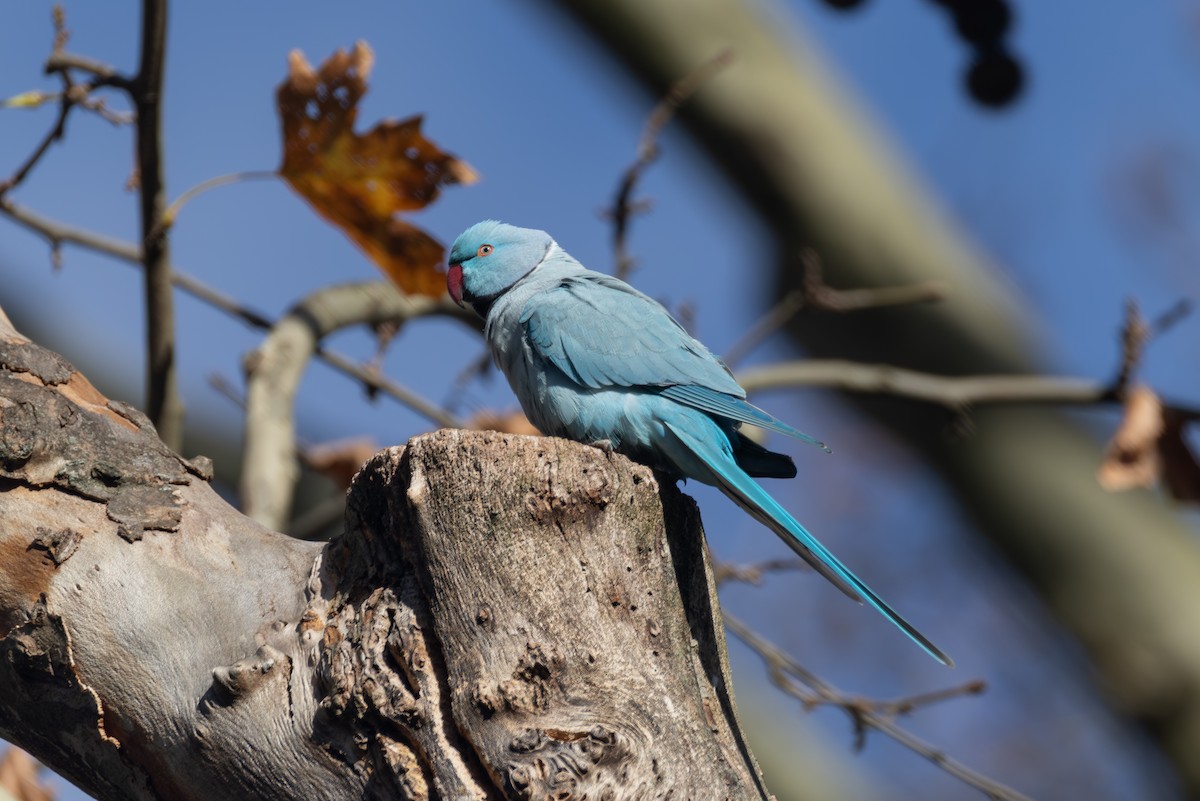 Rose-ringed Parakeet - ML645790429