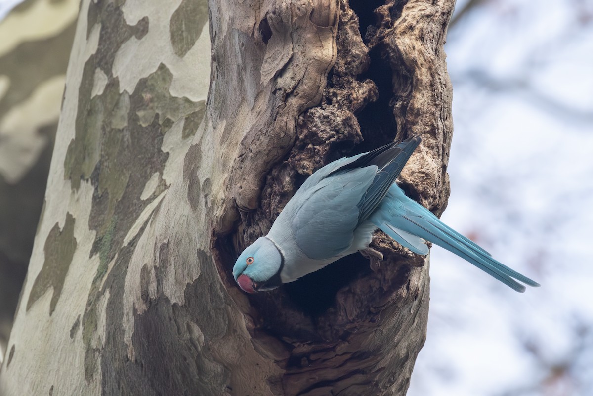 Rose-ringed Parakeet - ML645790430
