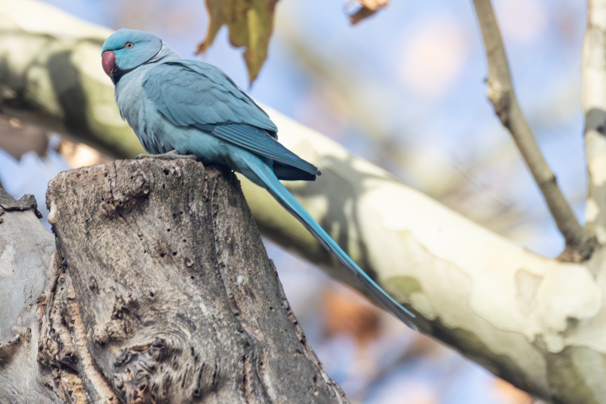 Rose-ringed Parakeet - ML645790431