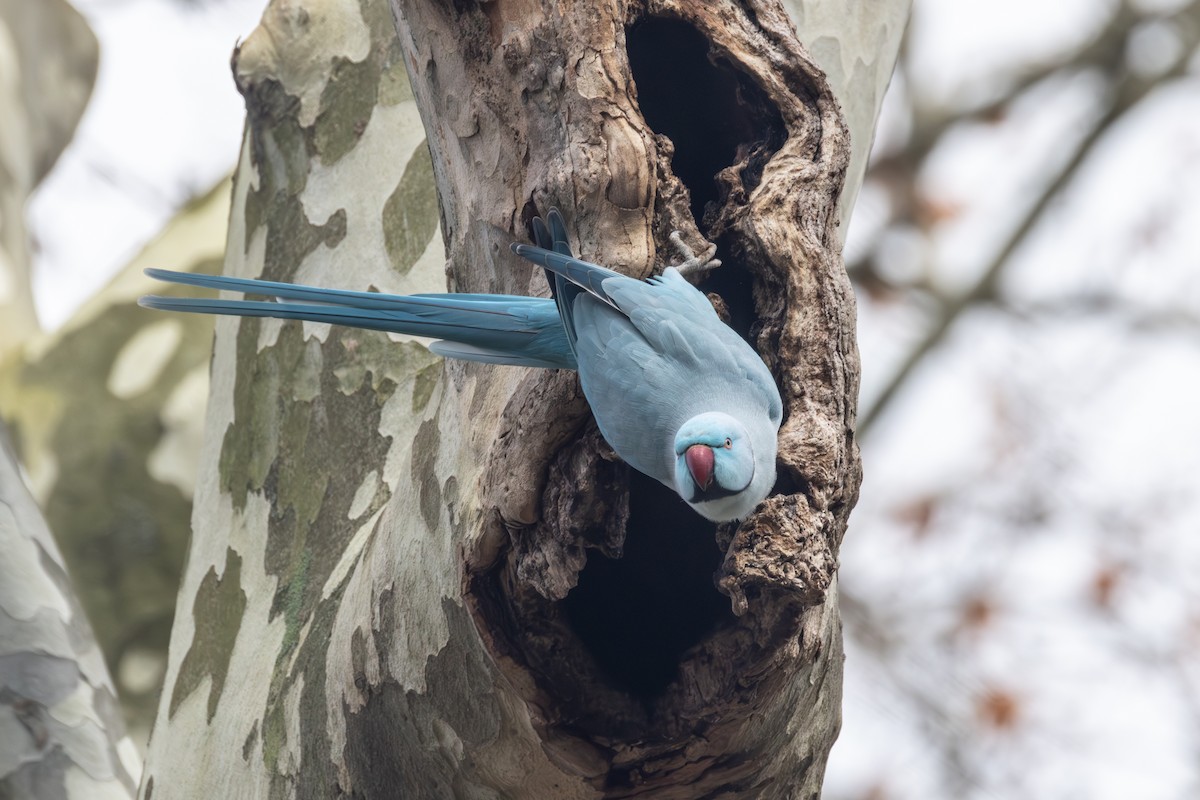 Rose-ringed Parakeet - ML645790432