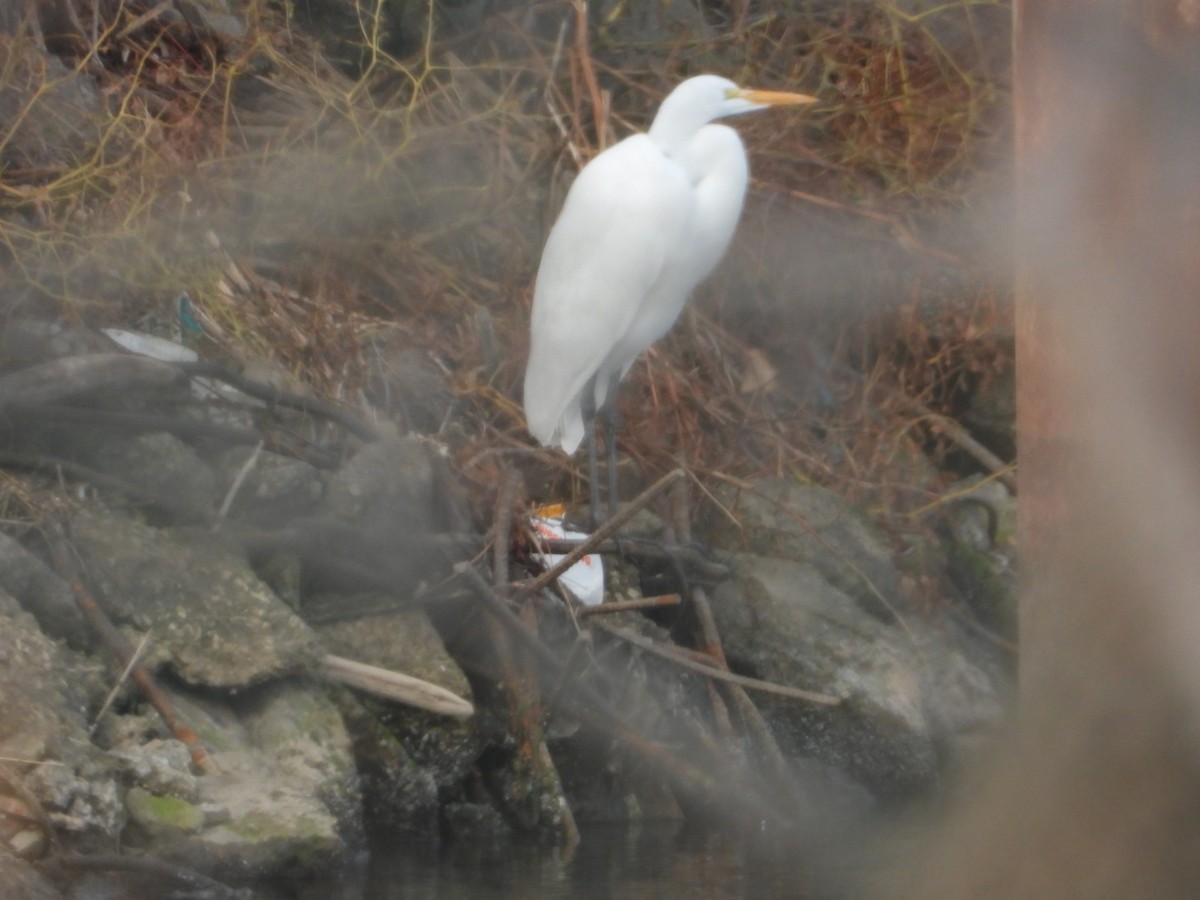 Great Egret - ML645790434