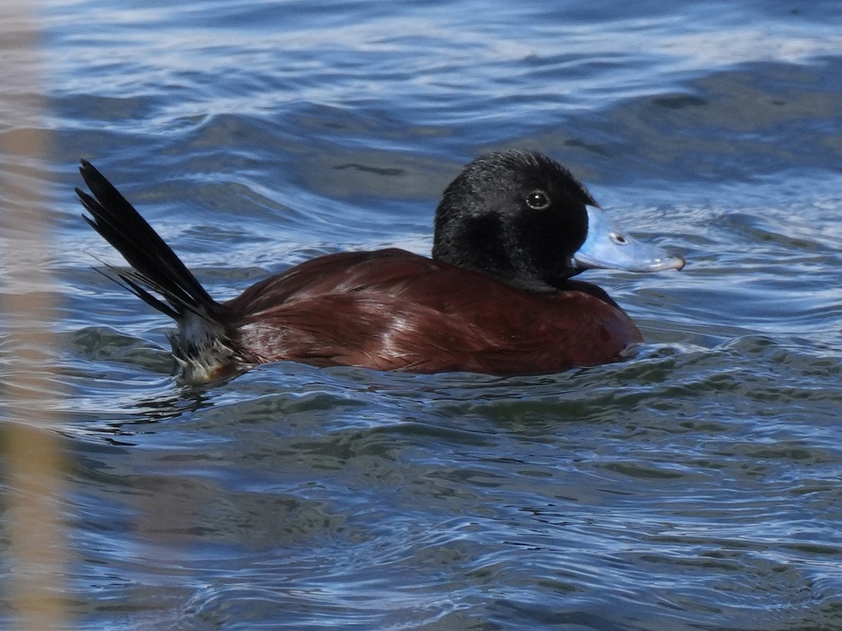 Andean Duck - ML645790436