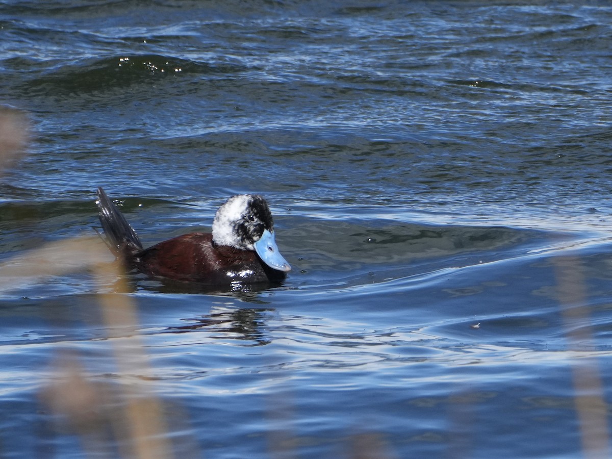 Andean Duck - ML645790437