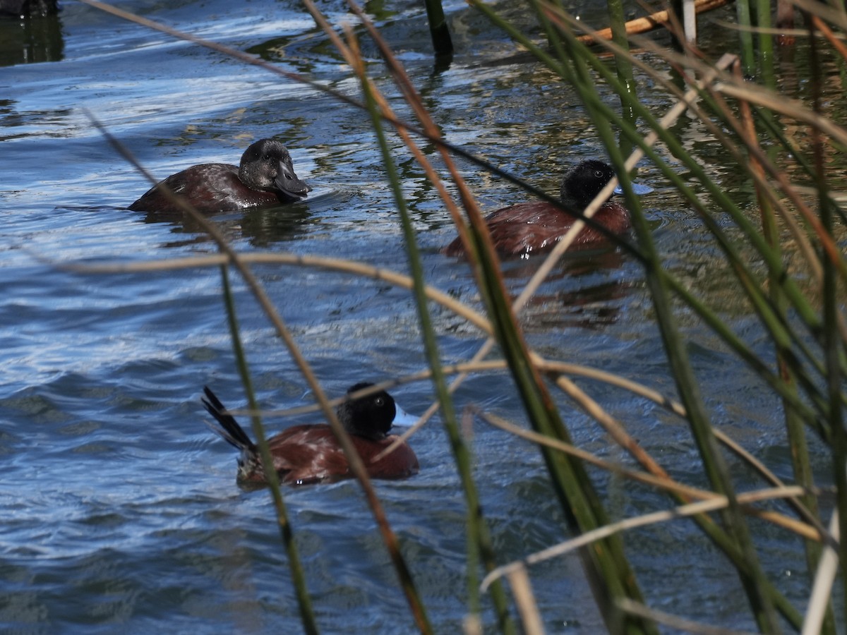 Andean Duck - ML645790438