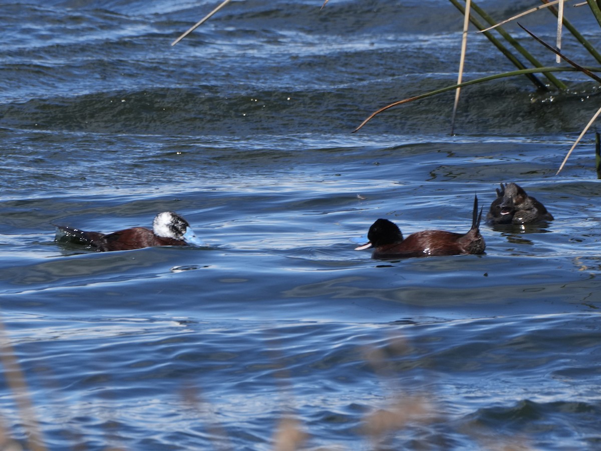 Andean Duck - ML645790439