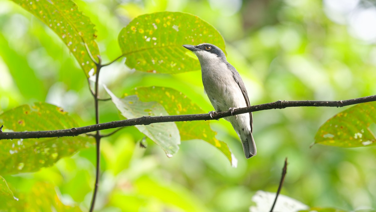Large Woodshrike - ML645790451