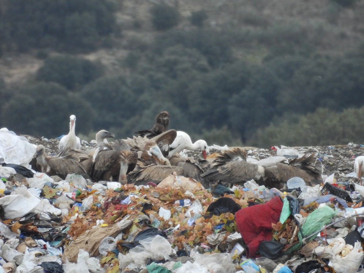 Eurasian Griffon - ML645790453