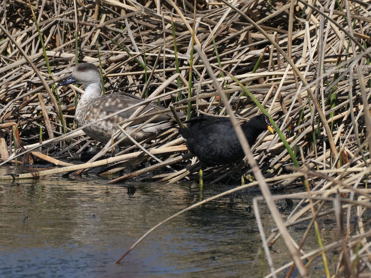 Red-fronted Coot - ML645790459