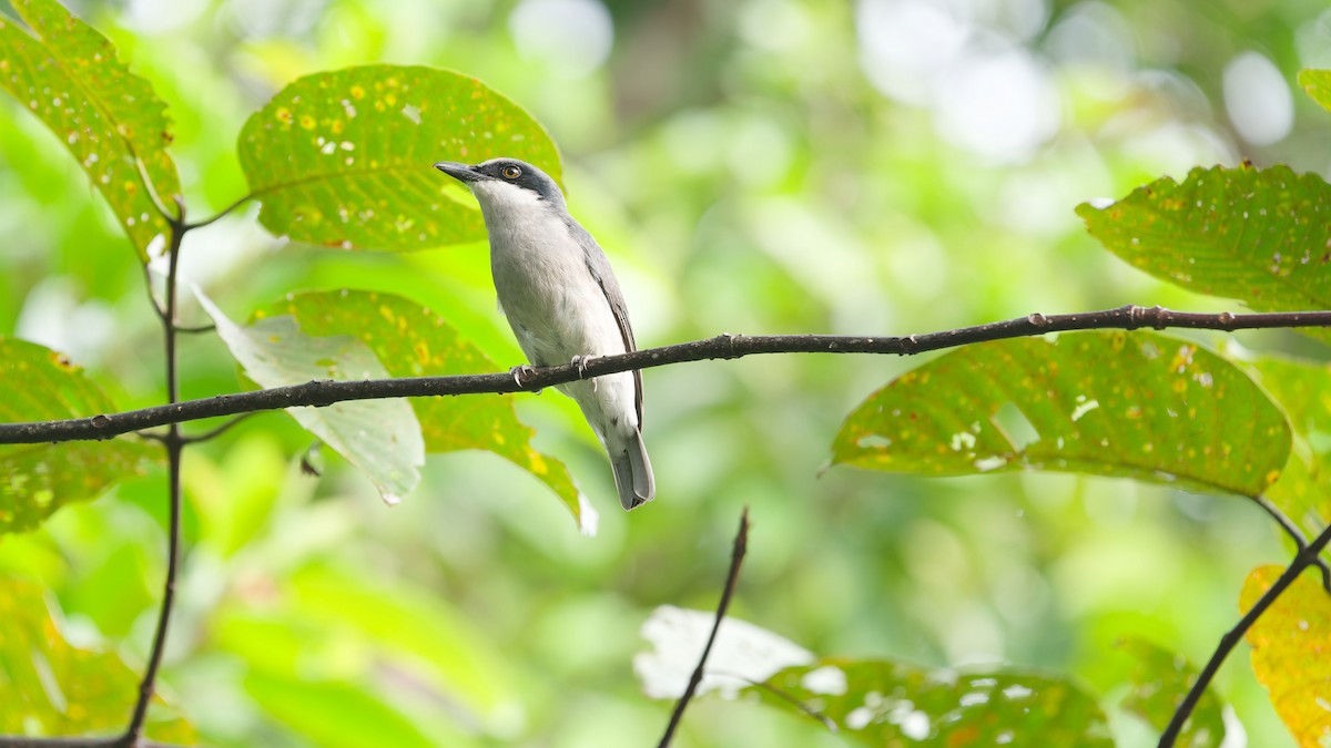 Large Woodshrike - ML645790460