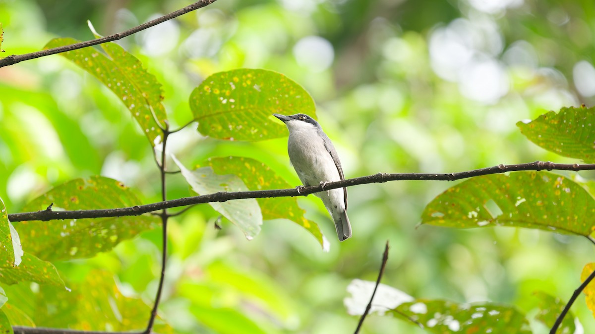 Large Woodshrike - ML645790461